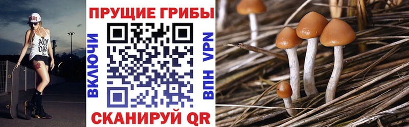 Псилоцибиновые грибы Psilocybe  omg ссылки  Бологое 